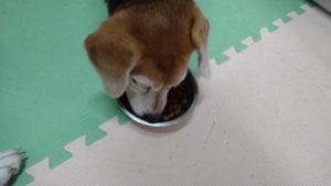 富里市のペットホテルセカンドファミリー／午後のお時間　2021年8月14日