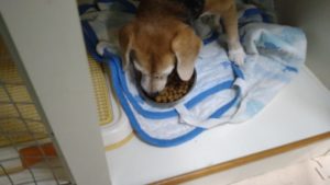 富里市のペットホテルセカンドファミリー／夜のお時間　2021年8月14日