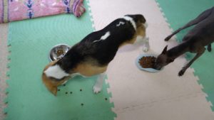 成田市近郊のペットホテルセカンドファミリー／朝のお時間　2021年8月15日