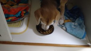 成田市近郊のペットホテルセカンドファミリー／夜のお時間　2021年8月15日