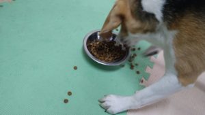 印西市近郊のペットホテルセカンドファミリー／朝のお時間　2021年8月16日