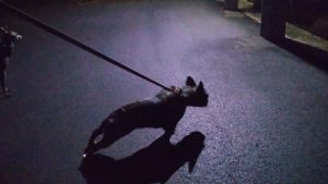 酒々井近郊のペットホテルセカンドファミリー／夜のお時間　2021年8月17日