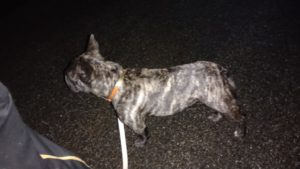 印西市近郊のペットホテルセカンドファミリー／夜のお時間　2021年8月16日