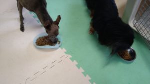 酒々井近郊のペットホテルセカンドファミリー／朝のお時間　2021年8月17日