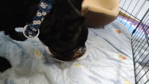 夜のお時間　2022/4/29