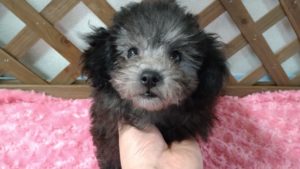 トイプードル 仔犬①(飼い主決まりました！)