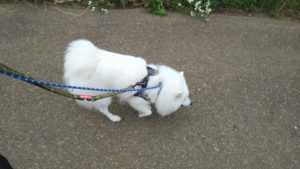 フリースペースのペットホテルセカンドファミリー／朝のお時間　2022年6月17日