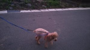 夜のお時間　2022/6/17