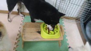 成田空港近郊のペットホテルセカンドファミリー／夜のお時間　2022年6月18日