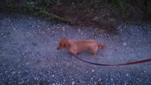 富里市のペットホテルセカンドファミリー／夜のお時間　2022年6月19日