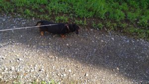 朝のお時間　2022/7/17