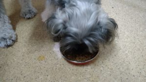 朝のお時間　2022/8/17