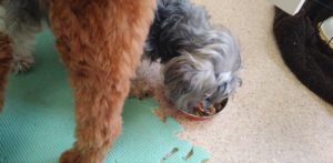 朝のお時間　2022/8/19