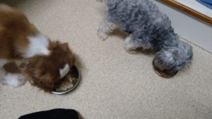 夜のお時間　2022/8/21