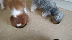 朝のお時間　2022/8/23