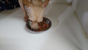 朝のお時間　2022/8/27