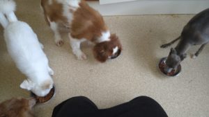 朝のお時間　2022/8/30