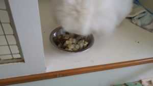 朝のお時間　2022/8/8