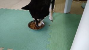 朝のお時間　2022/8/11