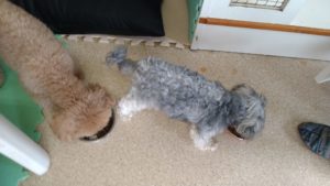 朝のお時間　2022/8/14