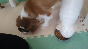 朝のお時間　2022/9/3