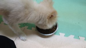 成田市近郊のペットホテルセカンドファミリー／夜のお時間　2022年9月12日