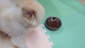 夜のお時間　2022/9/13