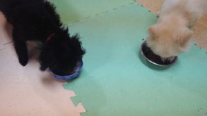 24時間ドッグトレーナー常駐のペットホテルセカンドファミリー／夜のお時間　2022年9月15日