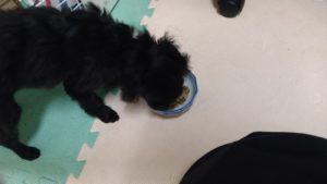 フリースペースのペットホテルセカンドファミリー／夜のお時間　2022年9月16日