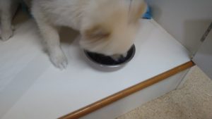 夜のお時間　2022/10/1