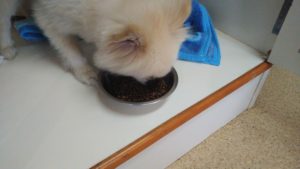 成田市近郊のペットホテルセカンドファミリー／朝のお時間　2022年10月3日