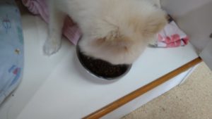 富里市のペットホテルセカンドファミリー／朝のお時間　2022年10月9日