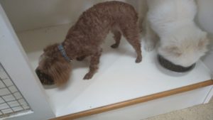 成田市近郊のペットホテルセカンドファミリー／朝のお時間　2022年10月10日