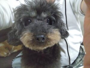 成田空港近郊のペットホテルセカンドファミリー／夜のお時間　2023年3月19日