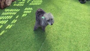 富里市のペットホテルセカンドファミリー／朝のお時間　2023年3月20日