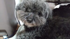 富里市のペットホテルセカンドファミリー／夜のお時間　2023年3月20日