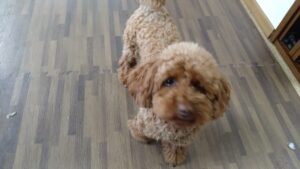 成田市近郊のペットホテルセカンドファミリー／朝のお時間　2023年3月21日