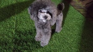 成田市近郊のペットホテルセカンドファミリー／夜のお時間　2023年3月21日