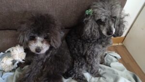 印西市近郊のペットホテルセカンドファミリー／朝のお時間　2023年3月22日