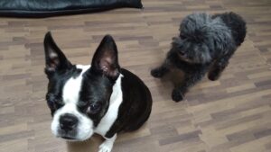 印西市近郊のペットホテルセカンドファミリー／夜のお時間　2023年3月22日