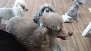 酒々井近郊のペットホテルセカンドファミリー／朝のお時間　2023年3月23日