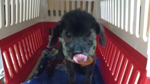 酒々井近郊のペットホテルセカンドファミリー／夜のお時間　2023年3月23日