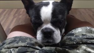 24時間ドッグトレーナー常駐のペットホテルセカンドファミリー／夜のお時間　2023年3月24日