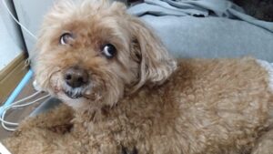 フリースペースのペットホテルセカンドファミリー／夜のお時間　2023年3月25日