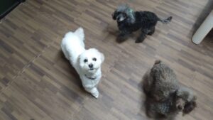 成田空港近郊のペットホテルセカンドファミリー／夜のお時間　2023年3月26日