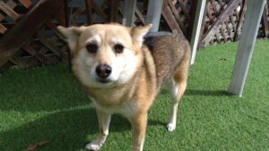 富里市のペットホテルセカンドファミリー／朝のお時間　2023年3月27日