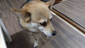 富里市のペットホテルセカンドファミリー／夜のお時間　2023年3月27日