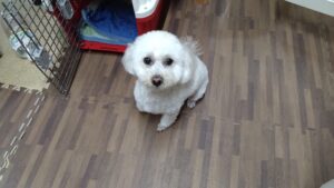 成田市近郊のペットホテルセカンドファミリー／夜のお時間　2023年3月28日