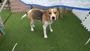 印西市近郊のペットホテルセカンドファミリー／朝のお時間　2023年3月29日