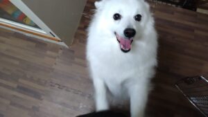 印西市近郊のペットホテルセカンドファミリー／夜のお時間　2023年3月29日